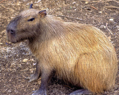 Napo River - Captive Capybara