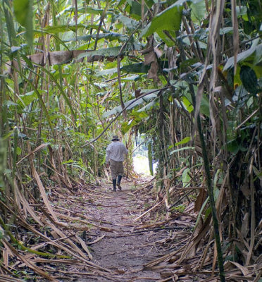 Path through the sugar cane