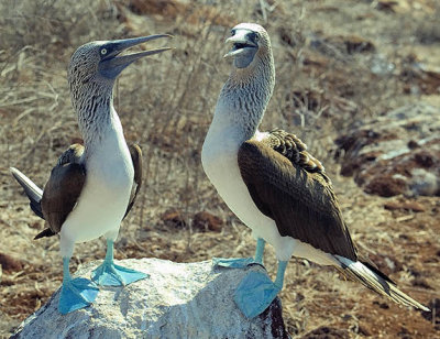 A blue footed booby discussion