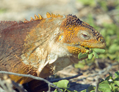 Iguana and lunch morsel