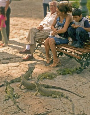 Guayaquil - An afternoon in the park - folks and iguanas
