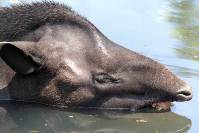 Guayaquil - Tapir - close and personal