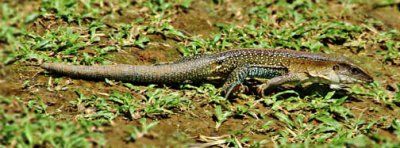 Rio Chagres - Embera Tribe - Lawn Lizard