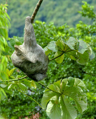 Ancon Hill - Sleeping Sloth