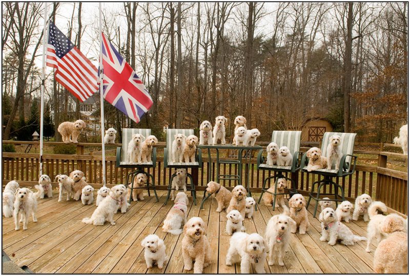 44 Dogs