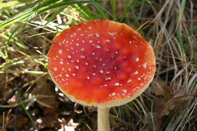 Turnhout (Belgium) - Natuurgebied De Melle