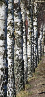 Wandeling Bettenfeld - Dreisborn