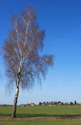 Wandeling Bettenfeld - Dreisborn