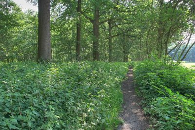 Looypad wandeling (Turnhout/Vosselaar)