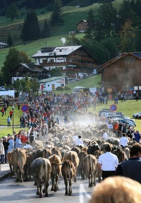 Kleinwalsertal 2007 - Viehscheid am 19.9.2007