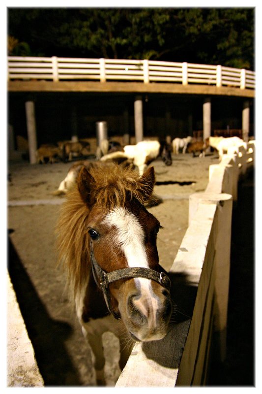 Horse.