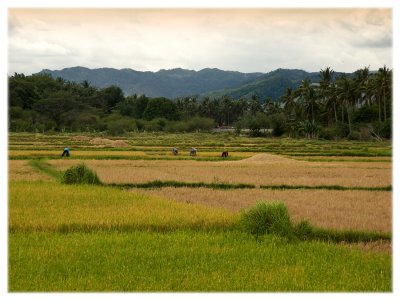 Rice Fields, Batangas