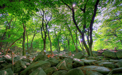 Private forest, Korea