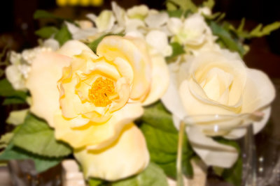 _MG_3206soft.jpg