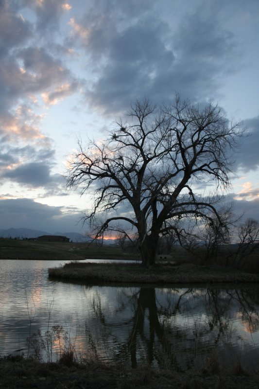 tree.JPG