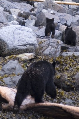 Black Bear Babies.jpg