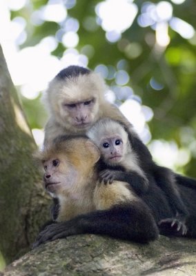 capuchin-monkeyfamily.jpg