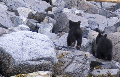 Wild Black Bears