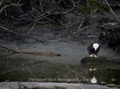 Bald Eagles