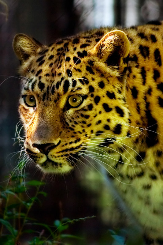 Amur Leopard