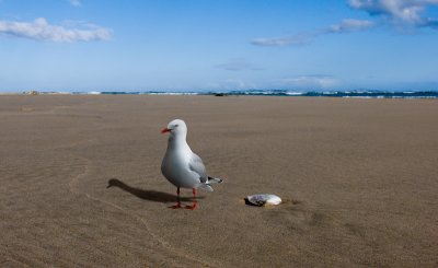 beach with gull.jpg