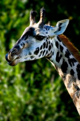 Masai Giraffe