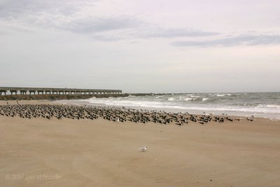 Herds of Birds -- Fort Clinch