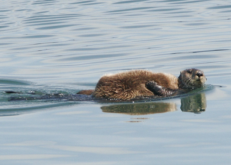 seaotter1.jpg