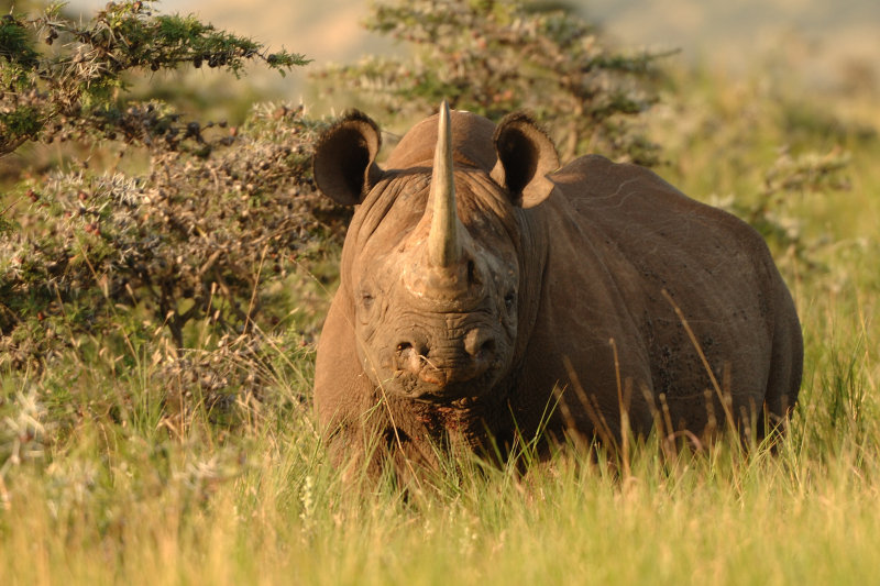 Black Rhino