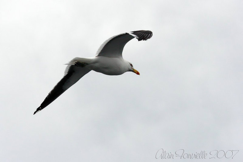 Albatros