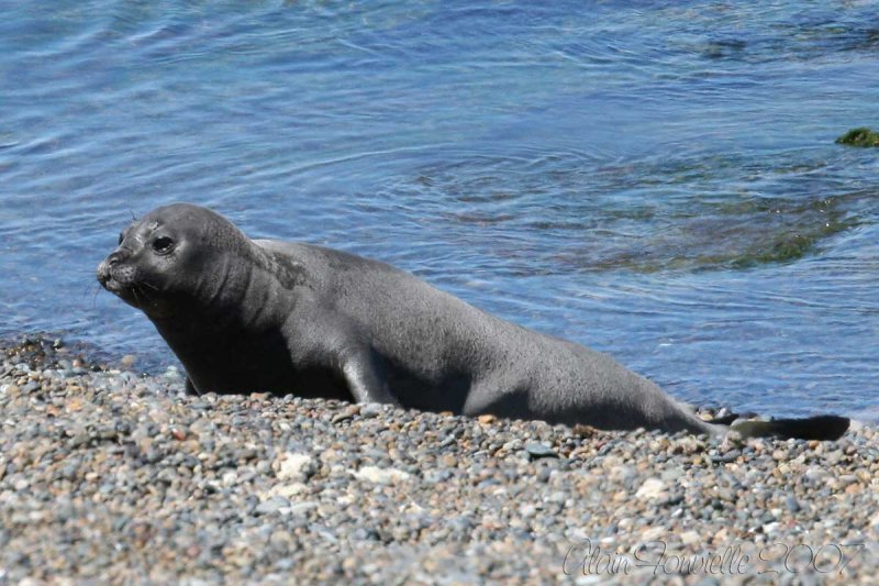 Sea elephants