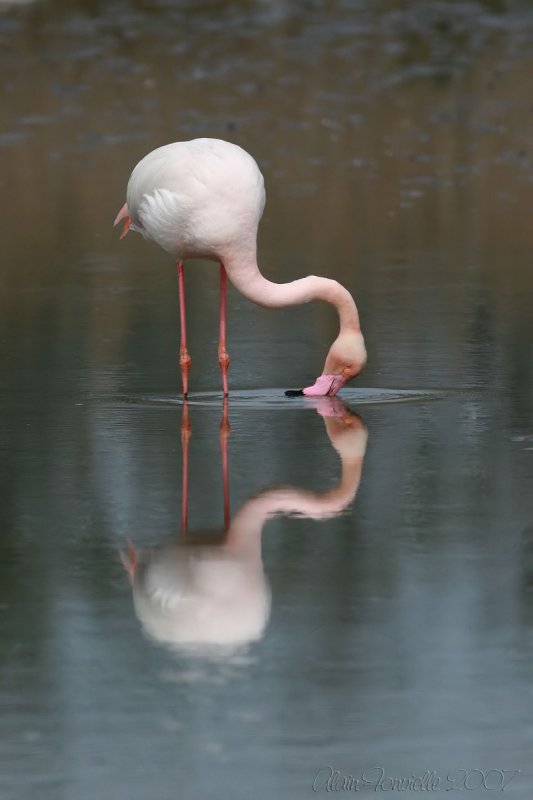 Flamingos kiss