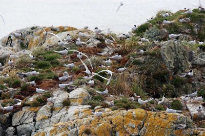 The ballet of the terns