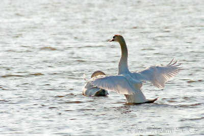 Swans