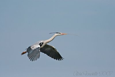 Building the nest