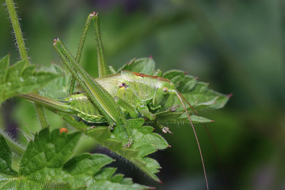 Grasshopper