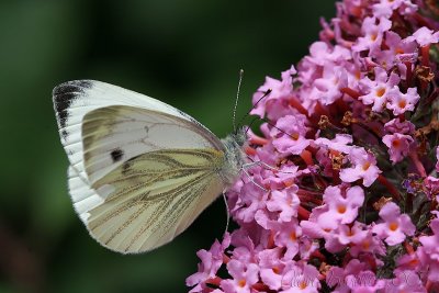 Butterflys bush