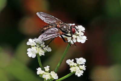 Even the flies can be beautiful !