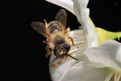 Just a little bee