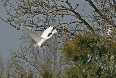 Egrets landing