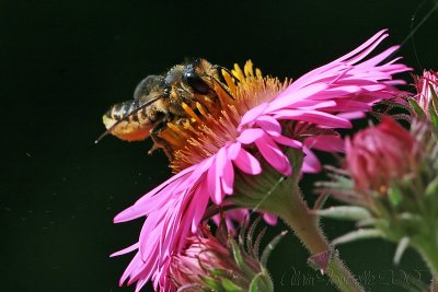 Busy bee