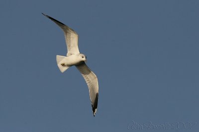 Seagull