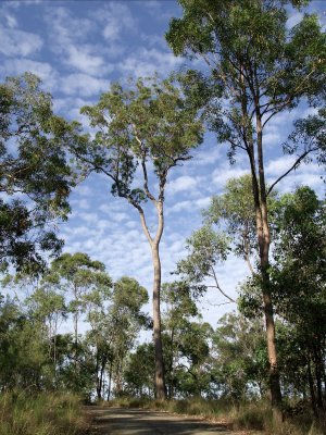 Eucalyptus Tree