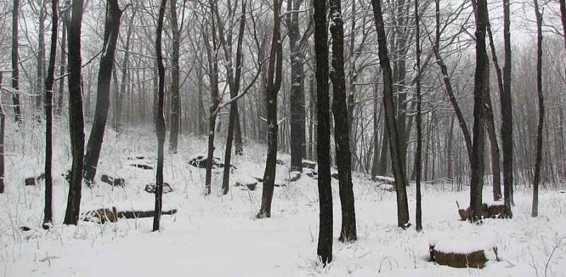 sentier en sous-bois