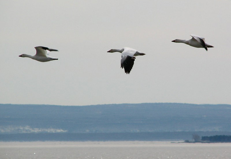 le trio d'oies