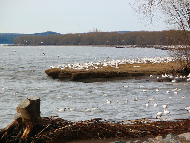 les rives blanches du St-Laurent