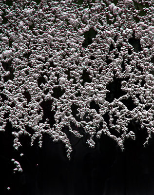 Premire neige de novembre