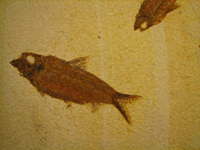 Poisson fossile