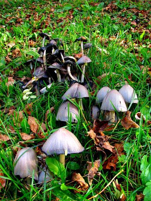 champignons de Beauport