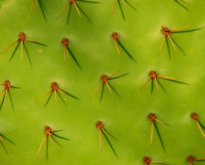 Piquants de cactus